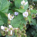 Blackberries in Bloom