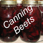 Canning Beets Link