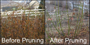 Before and After Pruning Blackberries