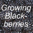Growing Blackberries