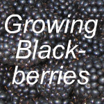 Growing Blackberries Link