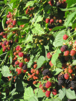 Blackberry Plants