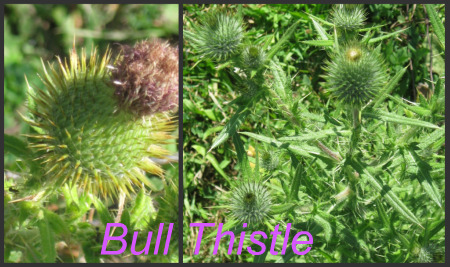 Garden Weeds - Bull Thistle