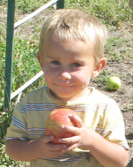 Child eating apple in orchard