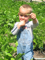 Child Holding Green Bean in Bean Patch