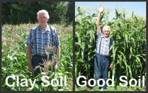 Good soil and poor soil for growing corn