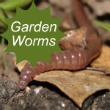 Garden Worms