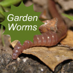Garden Worms Link