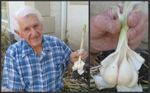 Growing Garlic - Dad Holding Garlic Bulb