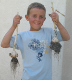 Child Helps in Harvesting Garlic