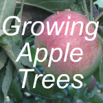 Growing Apple Trees