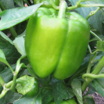 Growing Bell Peppers