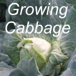 Growing Cabbage Link