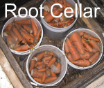 Storing Carrots in Root Cellar