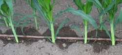 Using the drip system when growing corn