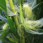 Silk on Ears of Corn