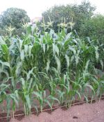 Growing Corn Two Weeks Apart