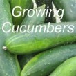 Growing Cucumbers