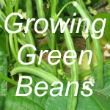 Growing Green Beans