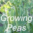 Growing Peas