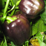 Growing Purple Bell Peppers