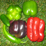 Different Varieties of Peppers