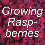 Growing Raspberries Link