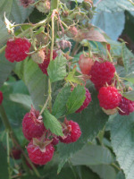 Growing Raspberries
