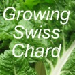 Growing Swiss Chard