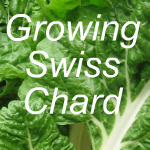 Growing Swiss Chard Link