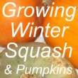 Growing Winter Squash