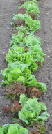 Growing Lettuce in Garden