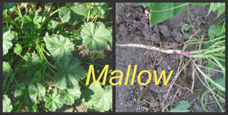 Garden Weeds - Mallow or Marshmallow