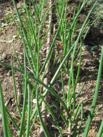 Drip Line In Between Rows of Onions