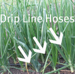 Growing Onions Drip System