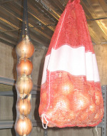Storing Onions - Hanging