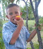 Child eating fresh peach in a tree