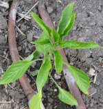 Young Peppers in Garden