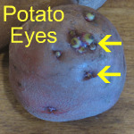Potato Eyes