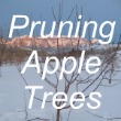 Pruning Apple Trees