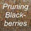 Pruning Blackberries