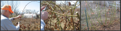 Steps to pruning blackberries