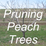 Pruning Peach Trees