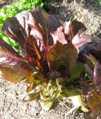Growing Red Lettuce