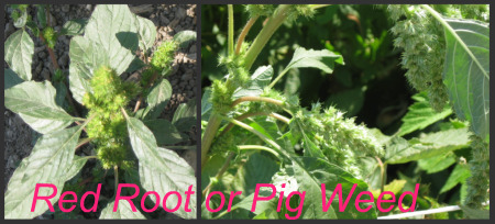 Garden Weeds - Red Root or Pig Weed
