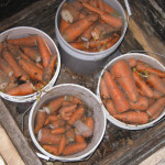 Carrots in Root Cellar