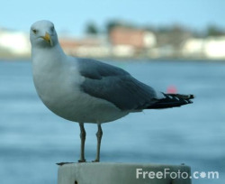 Seagull - FreeFoto.com
