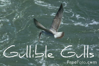 Self Reliance Gullible Gulls - FreeFoto.com