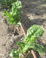 Young Swiss Chard in Garden