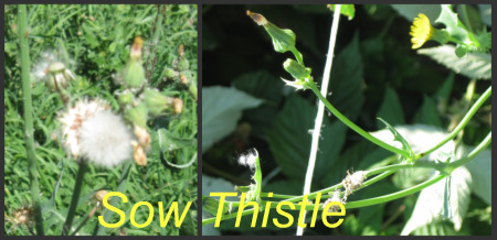 Garden Weeds - Sow Thistle